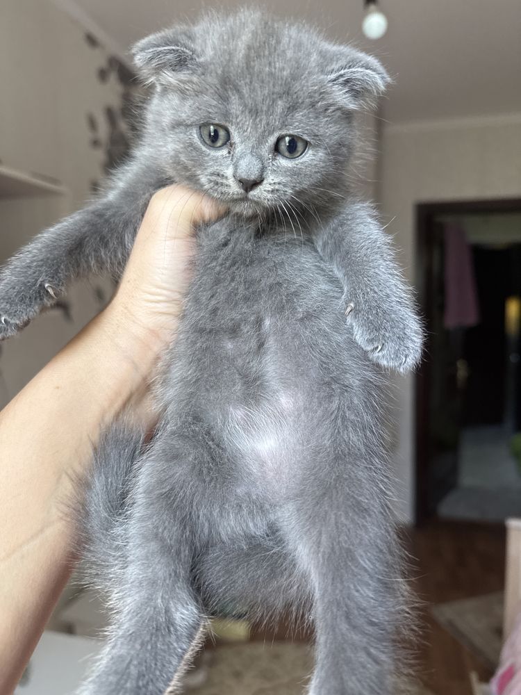 Котенок 2 айлық таза