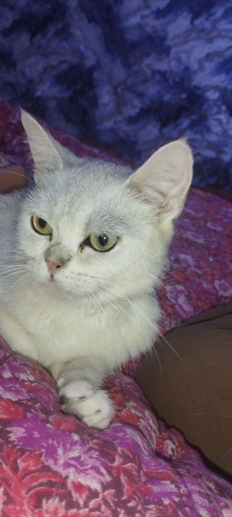 Toza Britananskiy mushuk rangi toza oq hamma joyi soppa soğ