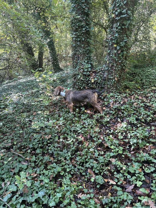 Продавам бараче на 6 месеца