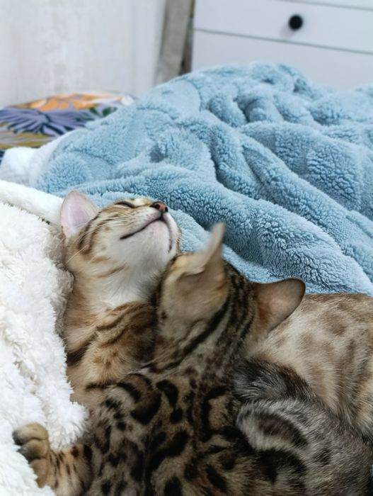 Бенгальский котенок мальчик 2 месяца