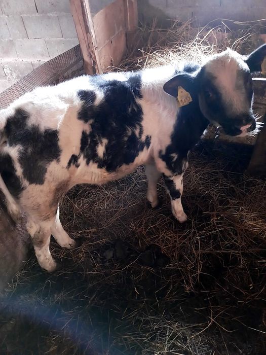 Vând două vițele și un vițăl