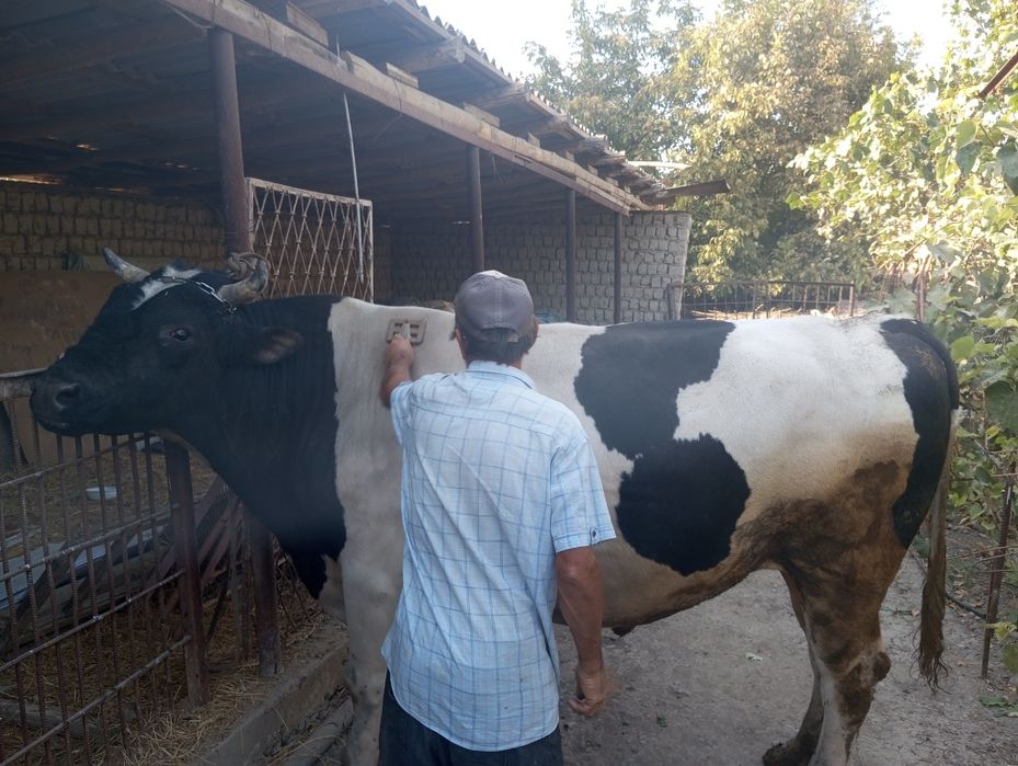 Buqa 1 tonadan oshadi