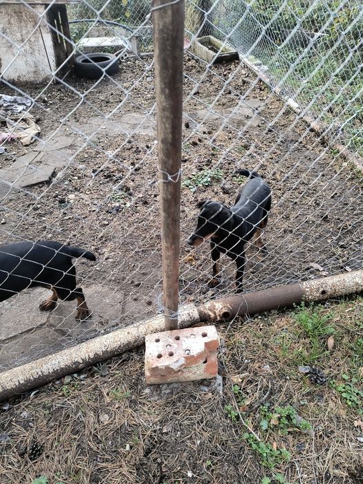 Ягтериери две женски на 6 месеца ваксинирани цена по 250 лв