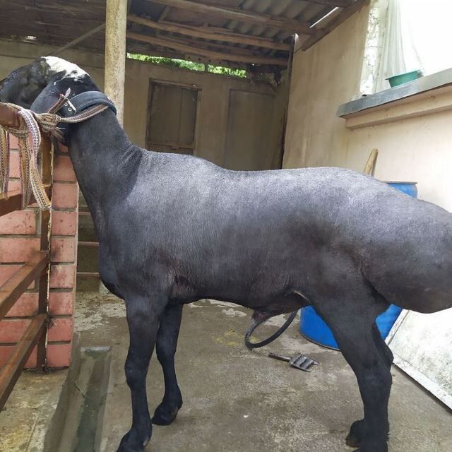 Qoʻy qoʻchqor eng arzoni 24/7