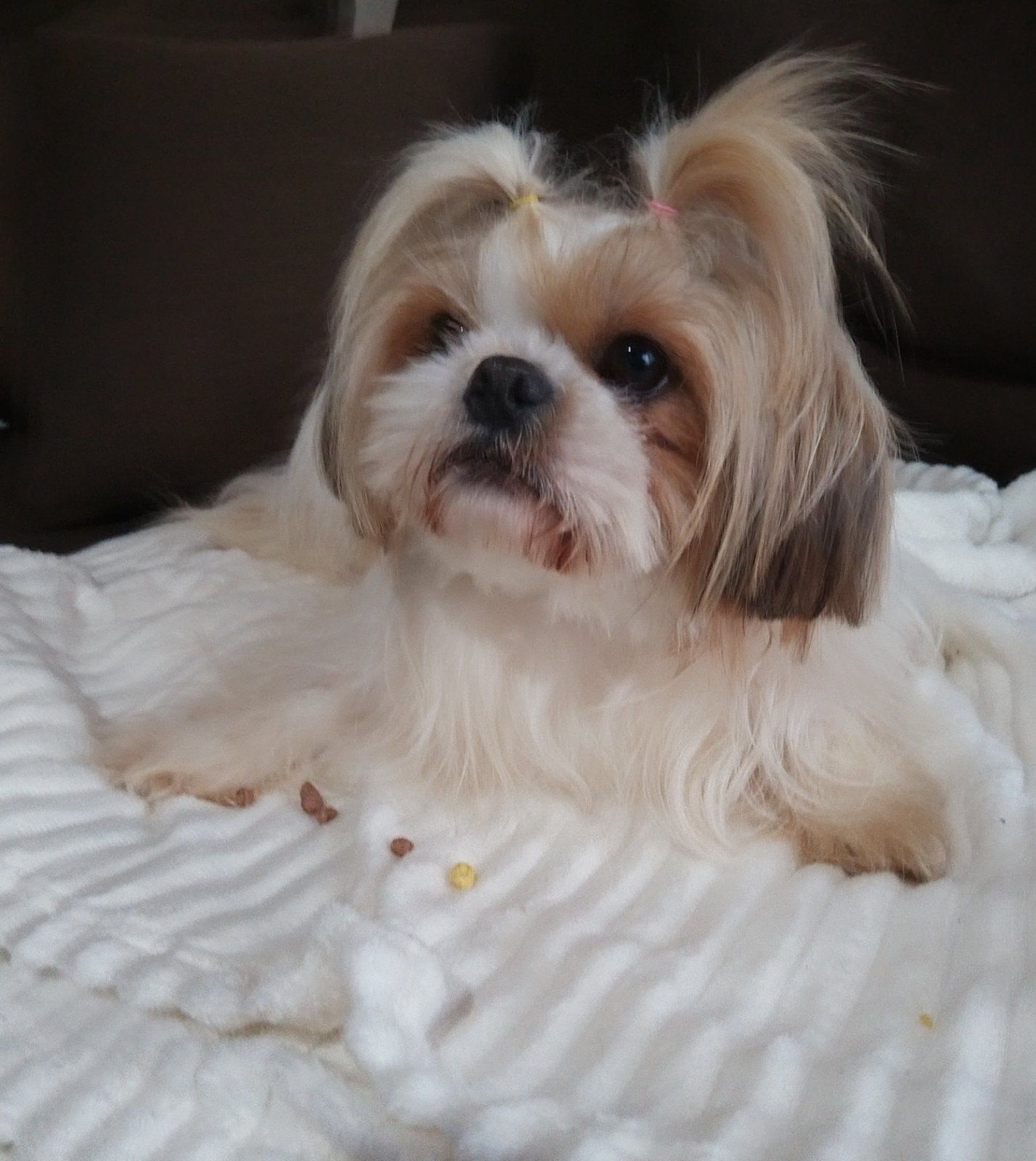 Ши тцу момиче/shih tzu