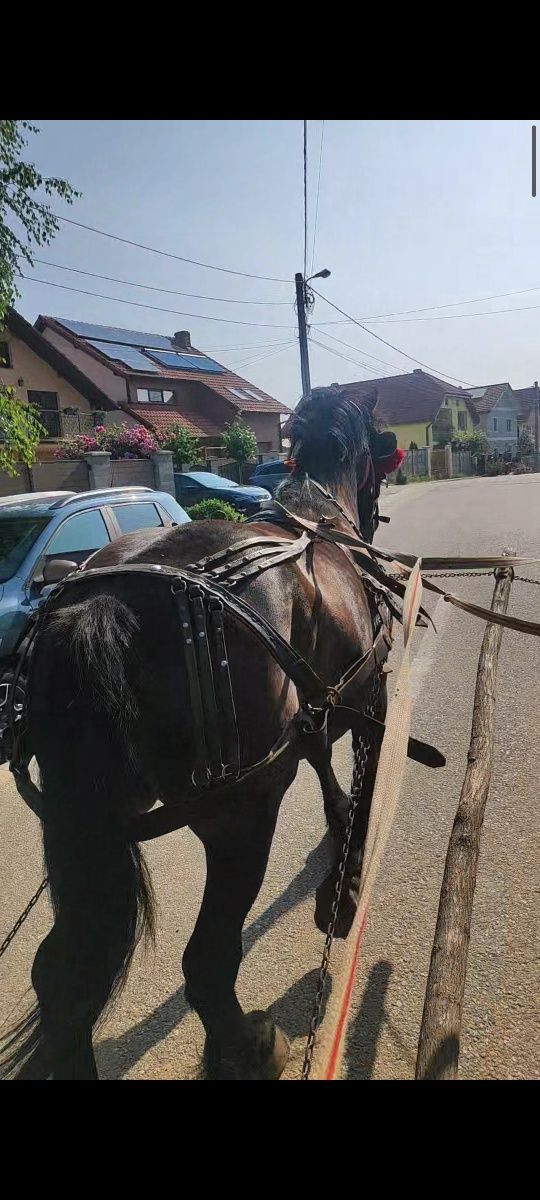 Vând iapă murgă gestantă de 8 ani