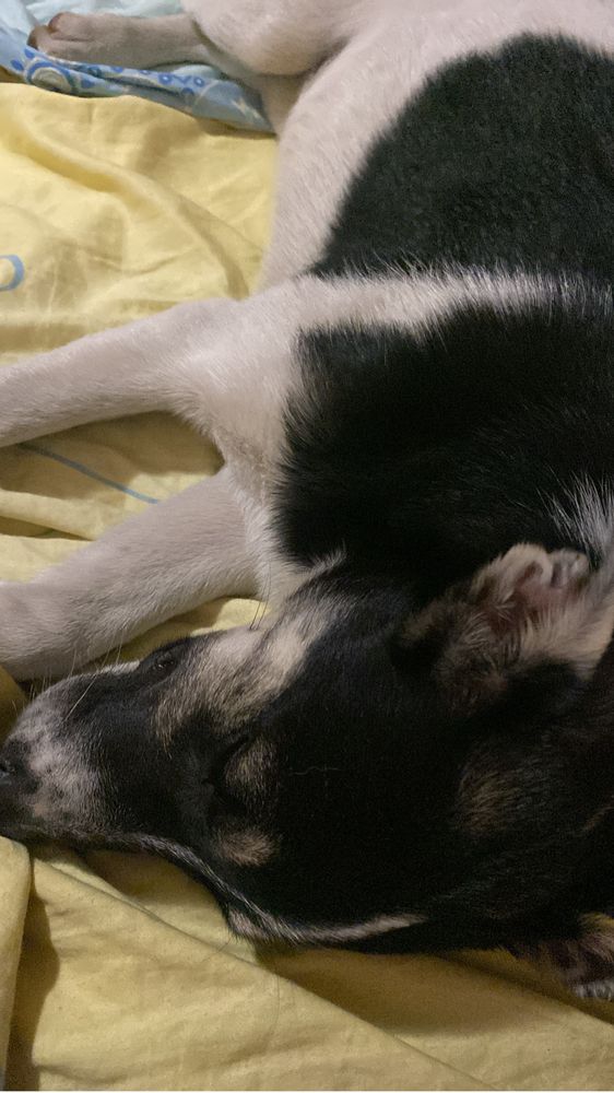 Dau spre adoptie un caine metis de talie medie