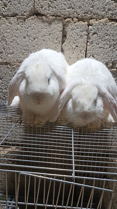 Baran almaz glaz sames erkak quyonlar soni 2ta yoshi  6oyli toza qon