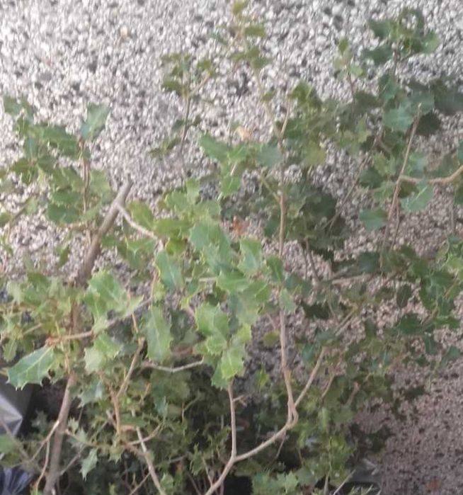 Билка Пърнар(лекува бъбречни заболявания, камъни в бъбреците, инфекции