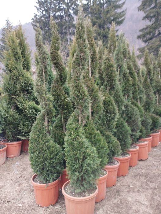 Plante ornamentale și gazon rulou