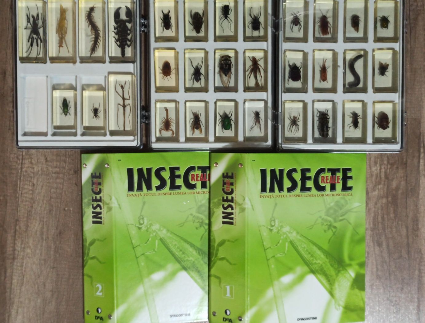 Colectia Insecte reale Deagostini, 35 insecte