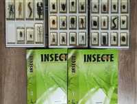Colectia Insecte reale Deagostini, 35 insecte