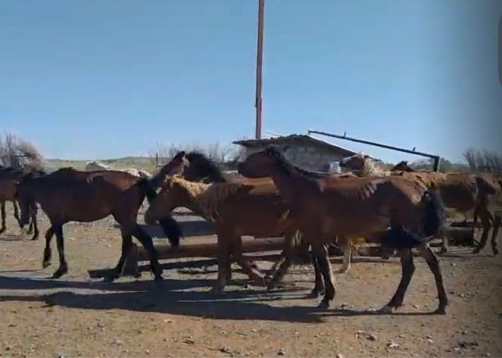 Продам табун лошадей можно купить часть
