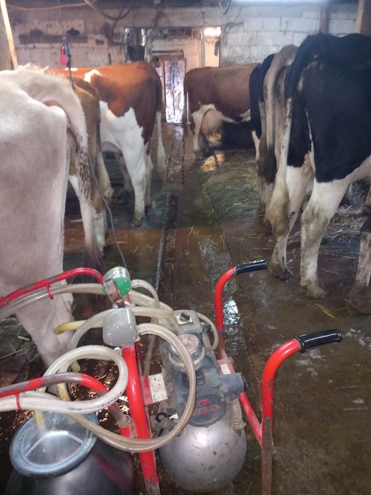 Vaci de vanzare de carne și lapte