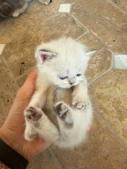 Шотландские чистокровные котята Золотая шиншилла