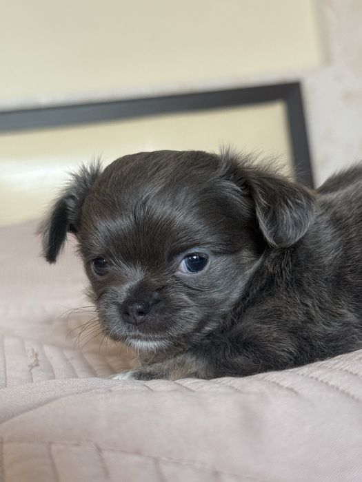 Чихуахуа голубого окраса