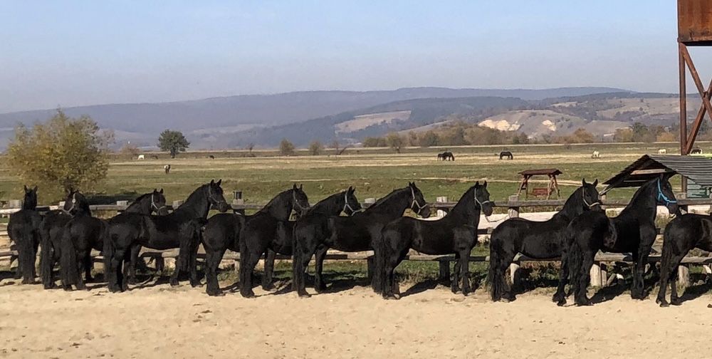 Friesian Frizian Friz armăsar iapa manz