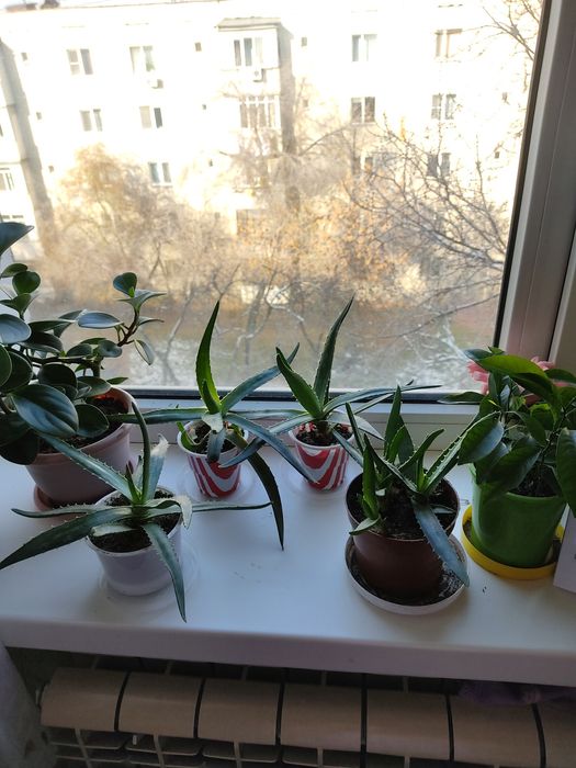 Алое-вера , возраст около 1 года