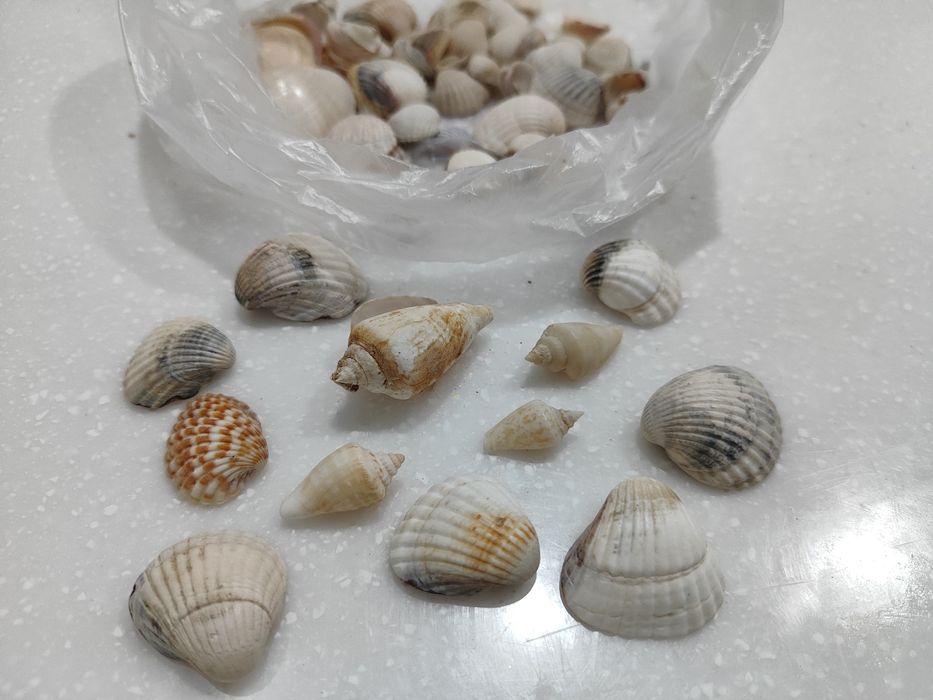 Ракушки морские красивые