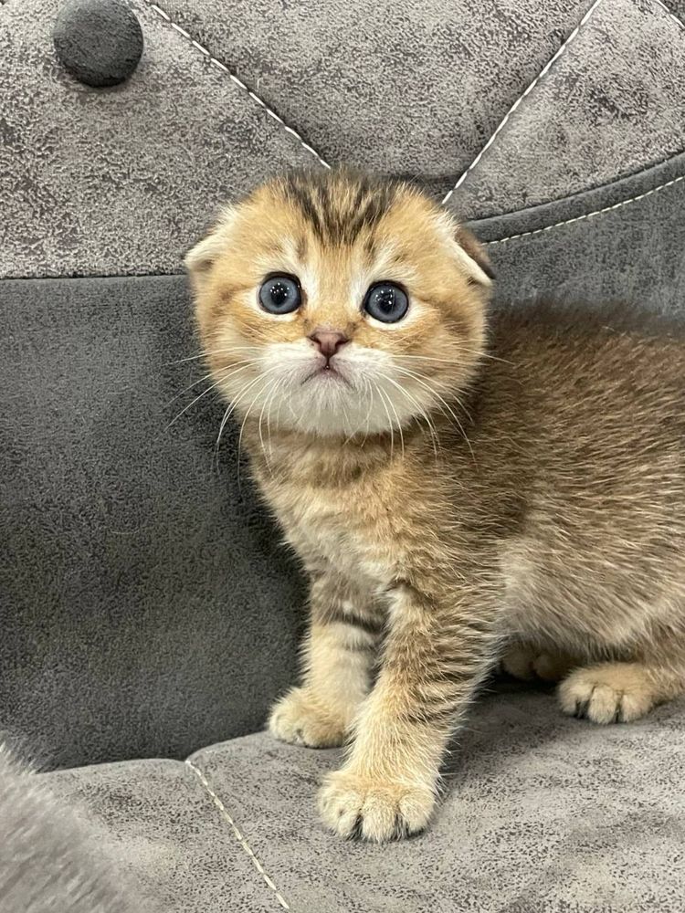 Котята золотая шиншилла