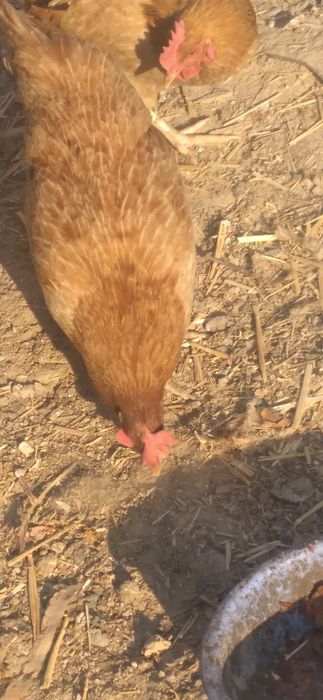 Tovuq sotoladi 2 dona hashaki tuhumga Kirgan