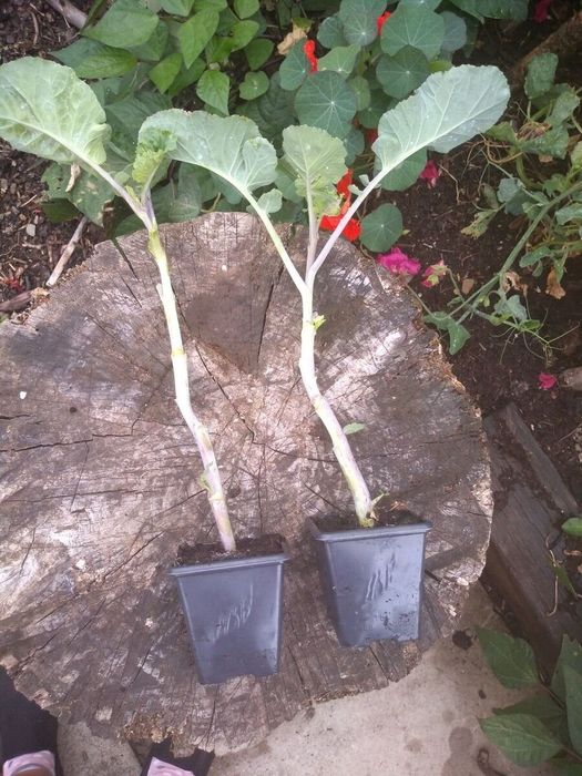 Usturoi elefant perenă , varză kale Daubenton's,ceapă egipteană, oca ,