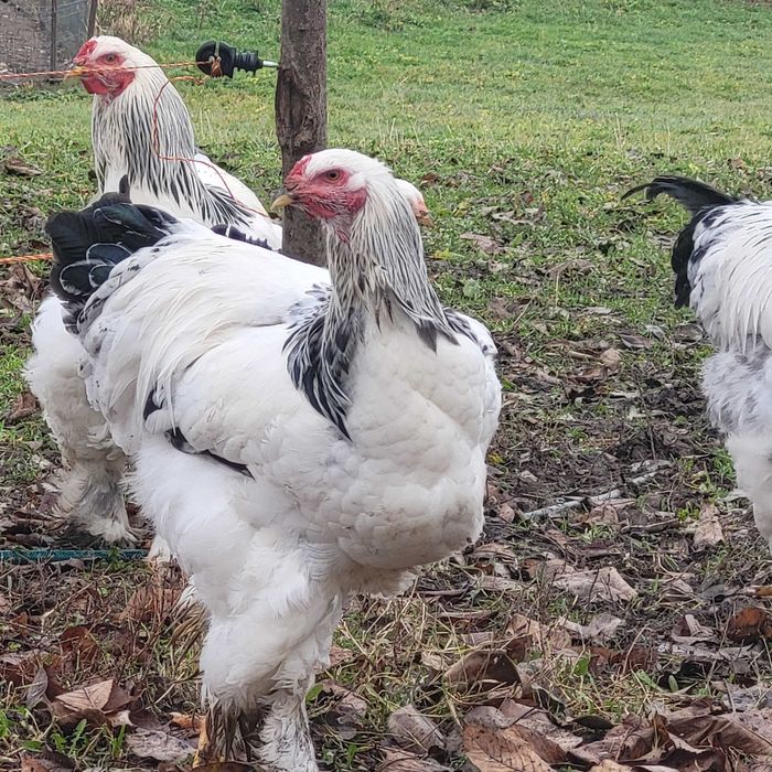 Cocoși Brahma herminat deschis