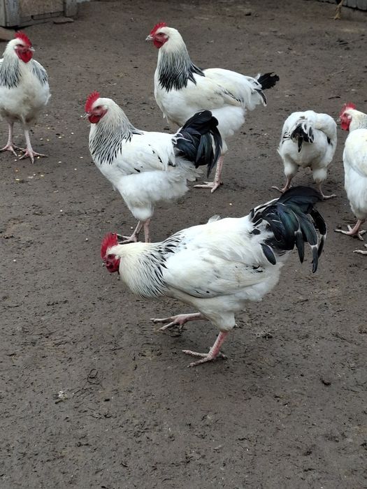 Cocosi susex si italieni culoarea potârnichie