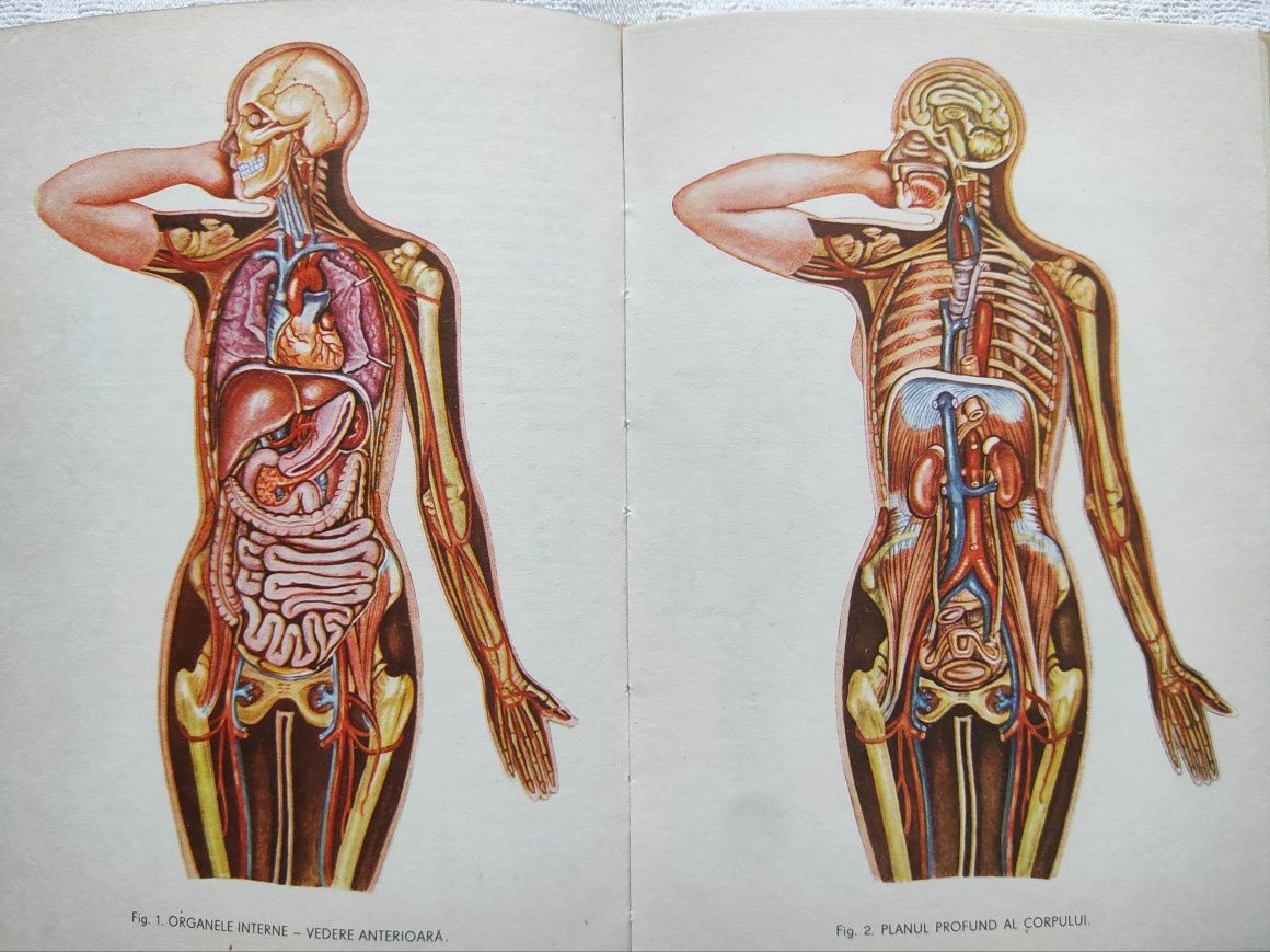 Atlas Anatomia omului Dem Theodorescu