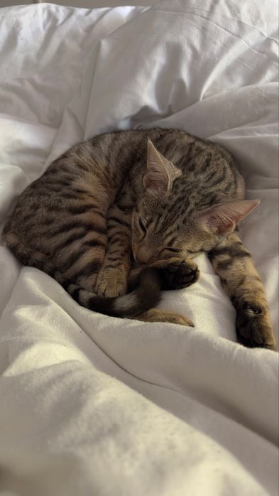 Отдам котенка в добрые руки