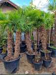 Vând palmieri trachycarpus fortunei rezistenți la îngheț
