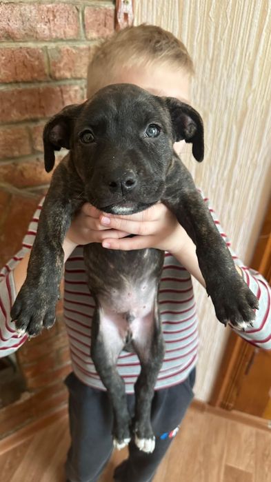 Питбуль. Мальчик. 1.5 месяца