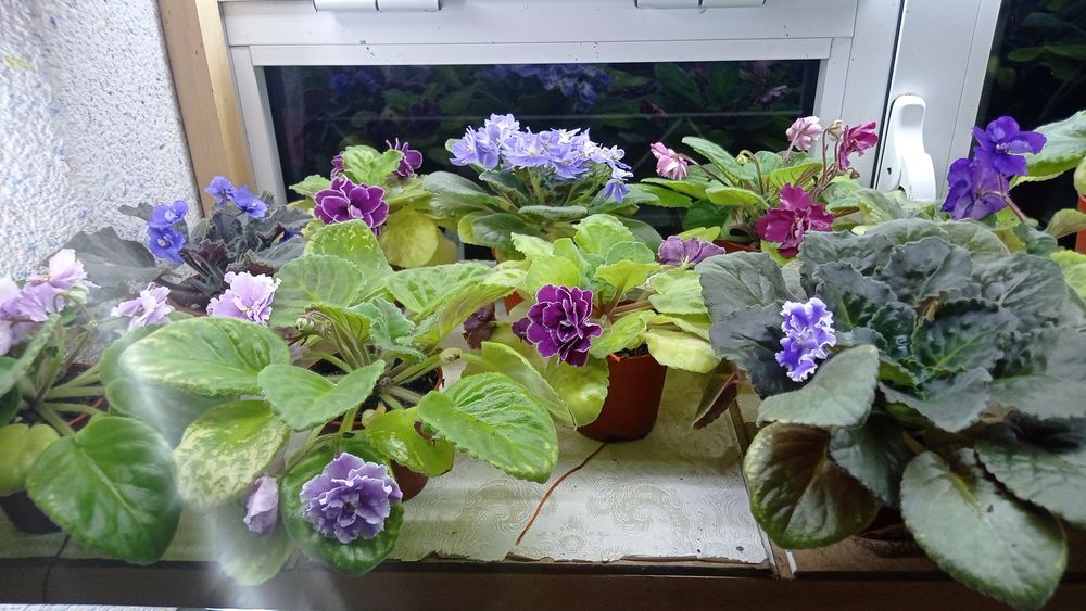 Fiyalka gullari  arzon narxlarda xarid qilishingiz mumkin