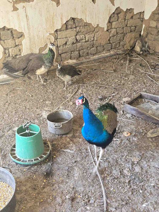 Мъжки паун. Много красив.