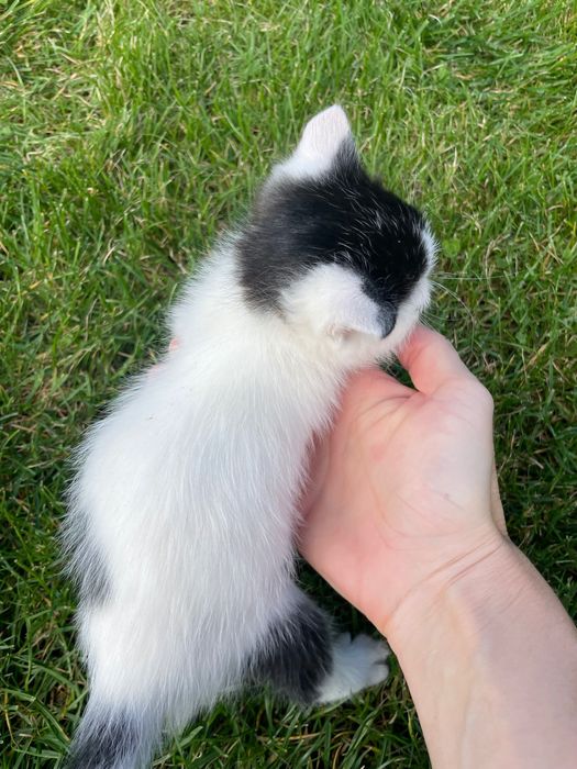 Подаряват се дългокосмести котенца