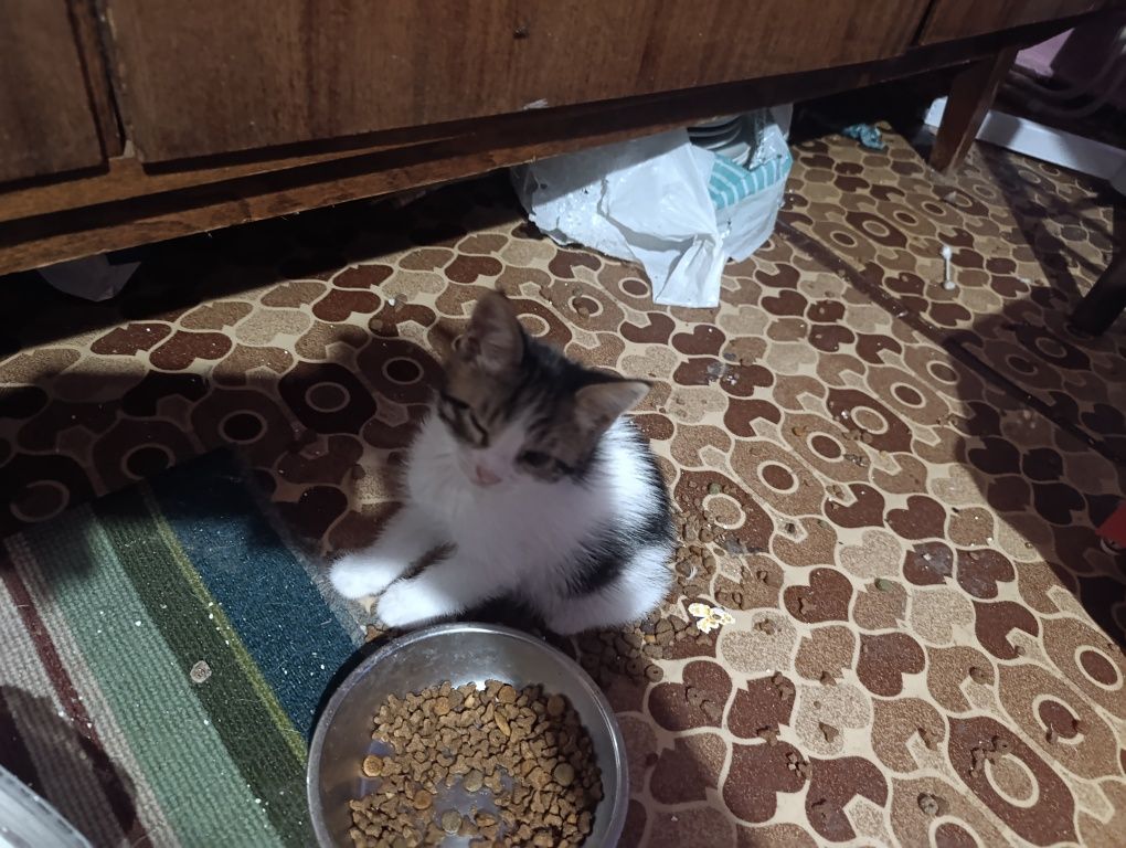 Подарявам котета