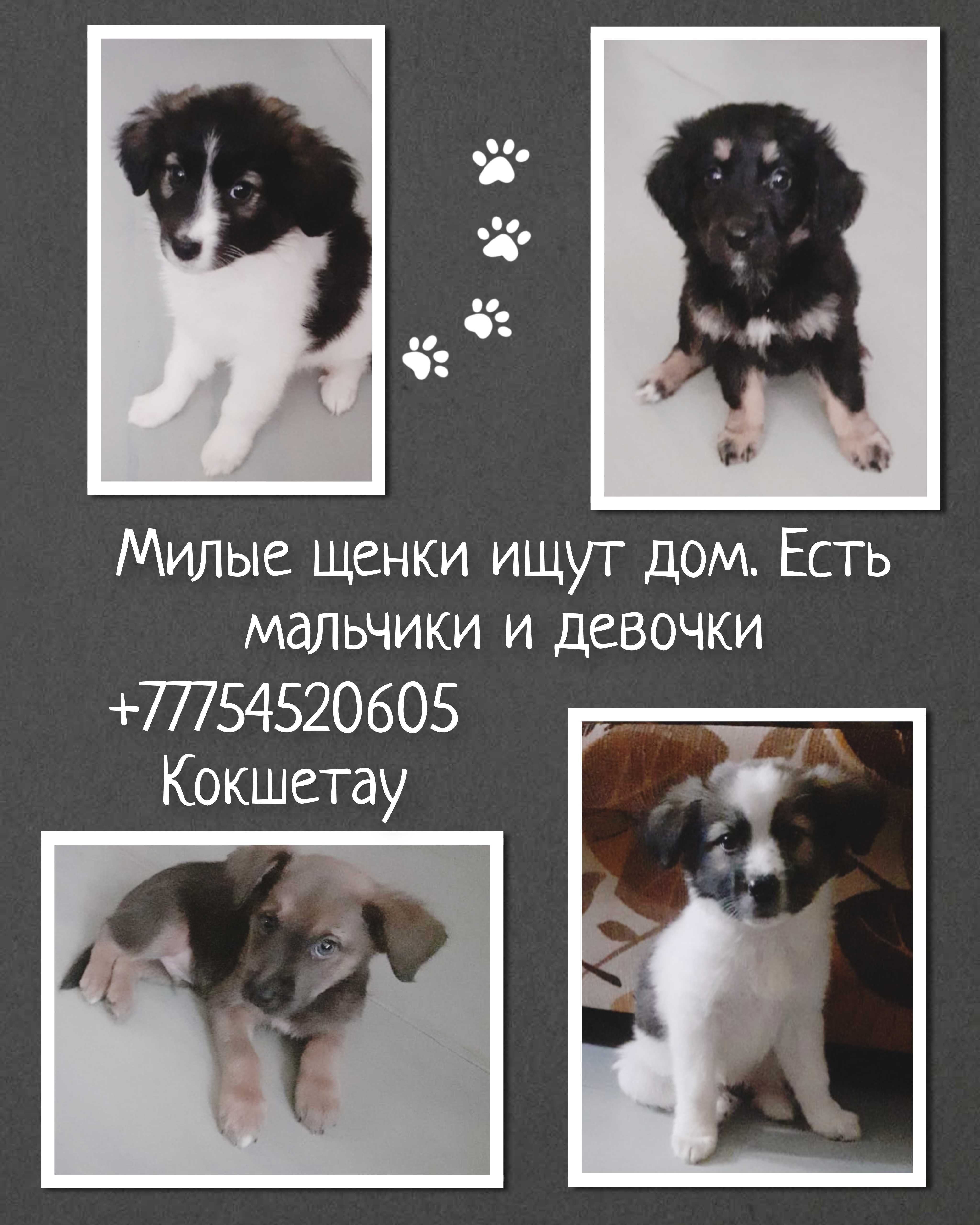Щенки в поисках дома!