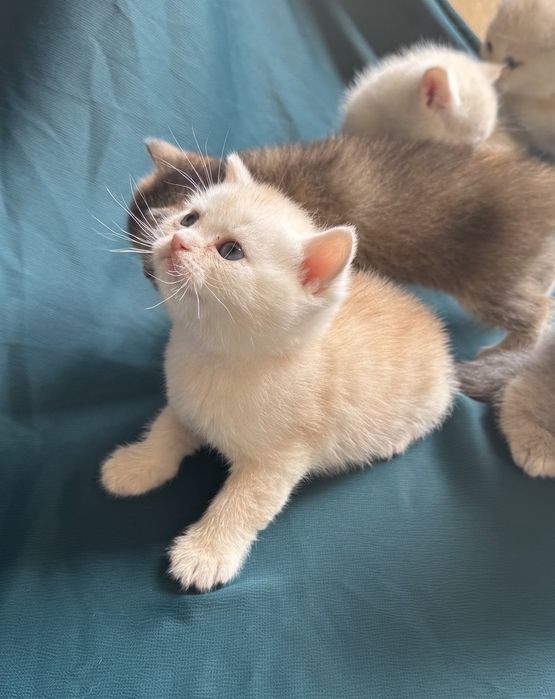 Продаются котята Шиншила чистой породы