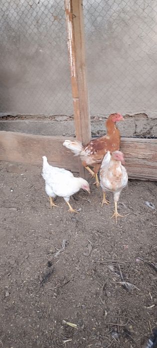 1 петушок и 2 несушки 6-и месячные