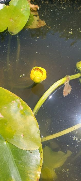 Продавам водни лилии и растения.