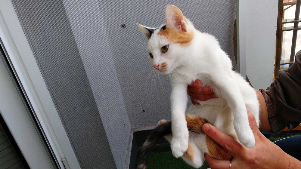 Подарявам котенце