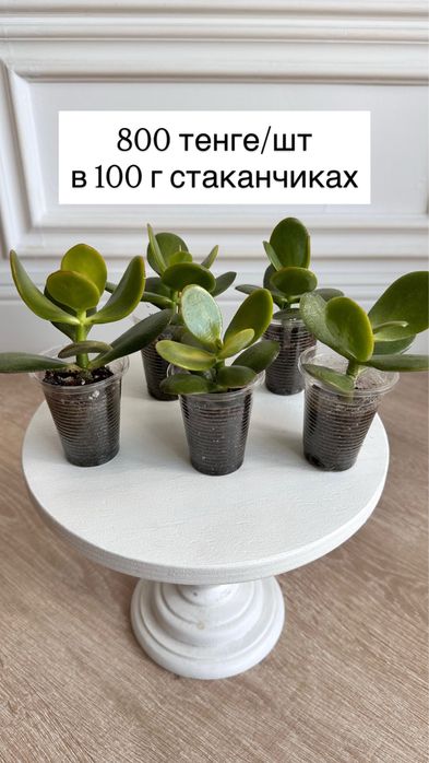 Денежное дерево (крассула, толстянка, крассула хоббит)
