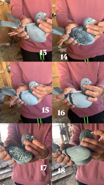 Porumbei voiajori matca și zburători