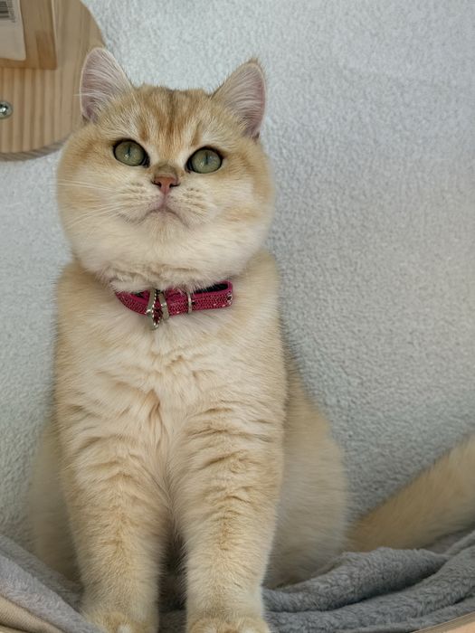 British shorthair