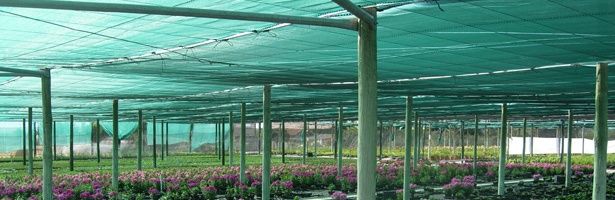 Plasa filtru UV Umbrire 35%-40%-50% -Culturi Agricole.Ochiuri Prindere