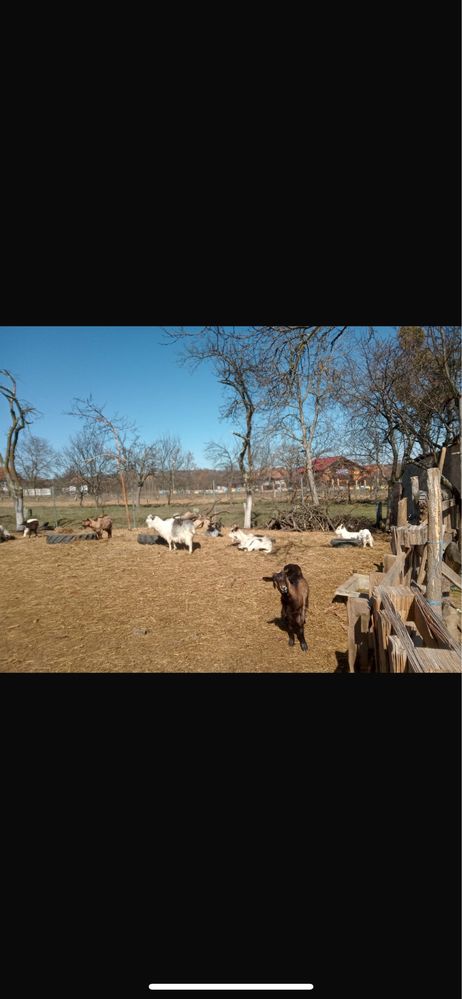 Capre de vanzare