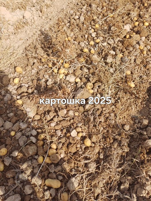Местная картошка с Талап без селитры