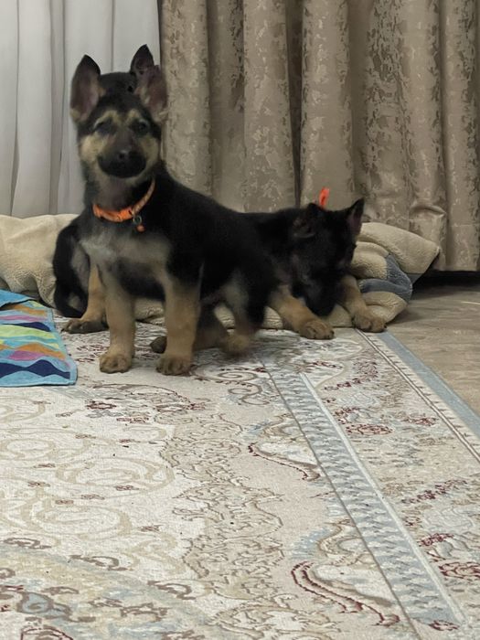 Продам шикарных щенков немецкой овчарки(девочки)