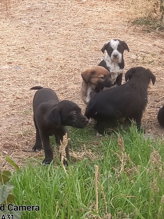 Щенки домашние, охрана.