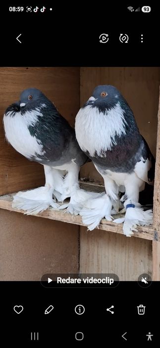 Vand porumbei gusati